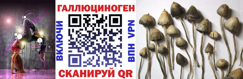 Галлюциногенные грибы Psilocybe  Тарко-Сале 